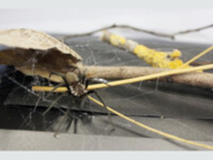 WELCOME TO PROJECT BIOCOMBS4NANOFIBERS