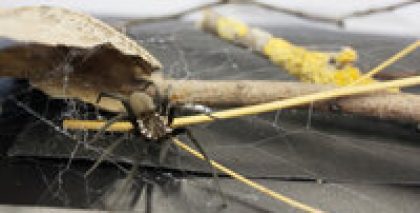 BIOCOMBS4NANOFIBERS
